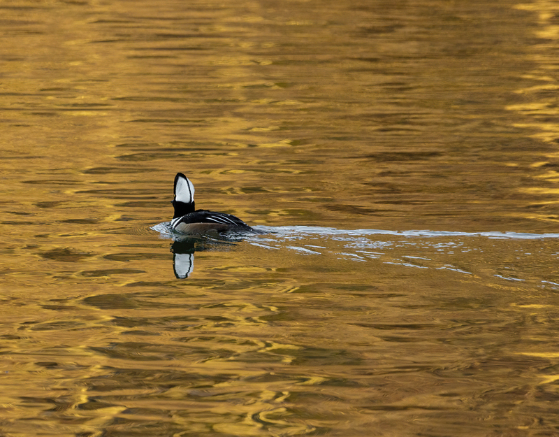 Hooded Merganser- male 2214(1).jpg :: Hooded Merganser -Drake - (Lophodytes cucullatus) Long Arm Reservoir, York County, Pennsylvania