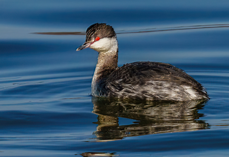 Horned Grebe 2301.jpg :: Horned Grebe (Podiceps auritus) Long Arm Dam and Reservoir, York County, Pennsylvania