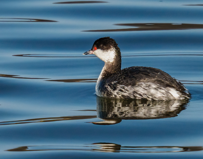 Horned Grebe 2302.jpg :: Horned Grebe (Podiceps auritus) Long Arm Dam and Reservoir, York County, Pennsylvania