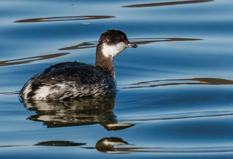 Horned Grebe 2303.jpg :: Horned Grebe (Podiceps auritus) Long Arm Dam and Reservoir, York County, Pennsylvania