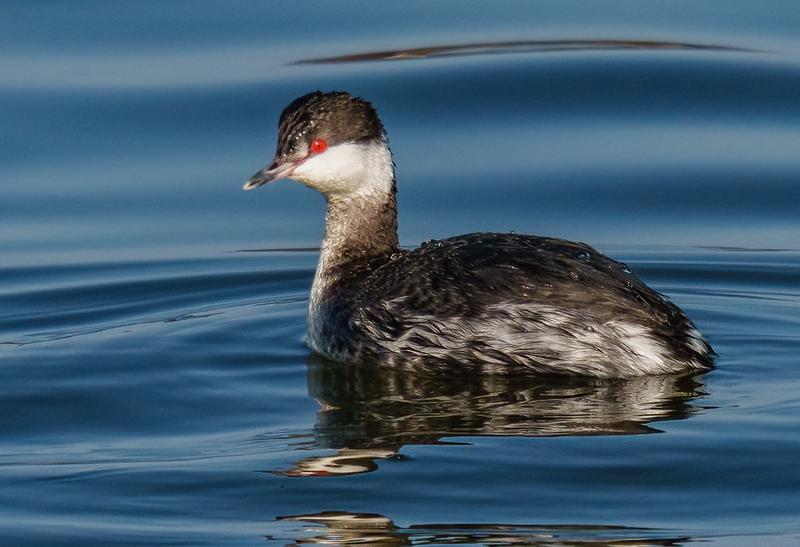 Horned Grebe 2304.jpg :: Horned Grebe (Podiceps auritus) Long Arm Dam and Reservoir, York County, Pennsylvania