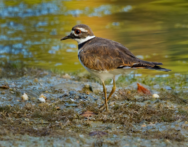 Kildeer 2201.jpg :: Killdeer (Charadrius vociferus) Codorus State Park, York County, Pennsylvania