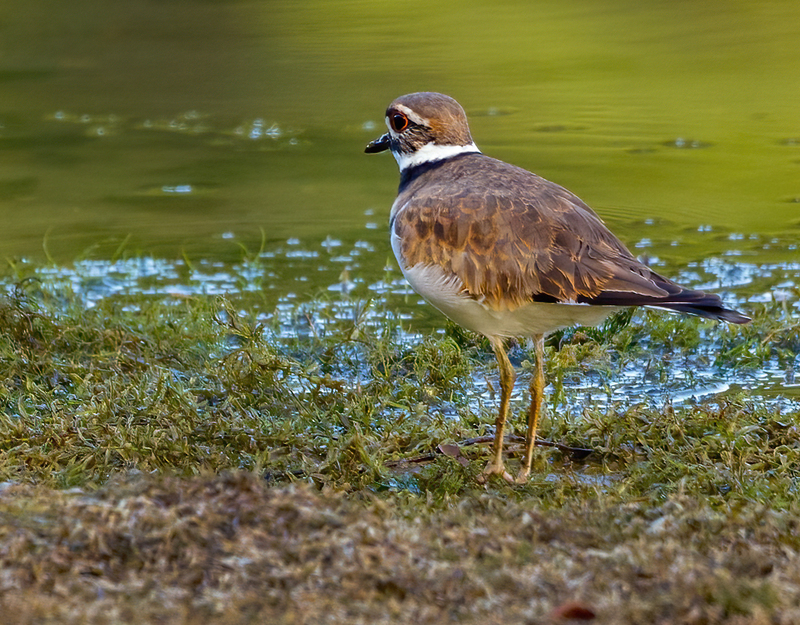 Kildeer 2202.jpg :: Killdeer (Charadrius vociferus) Codorus State Park, York County, Pennsylvania