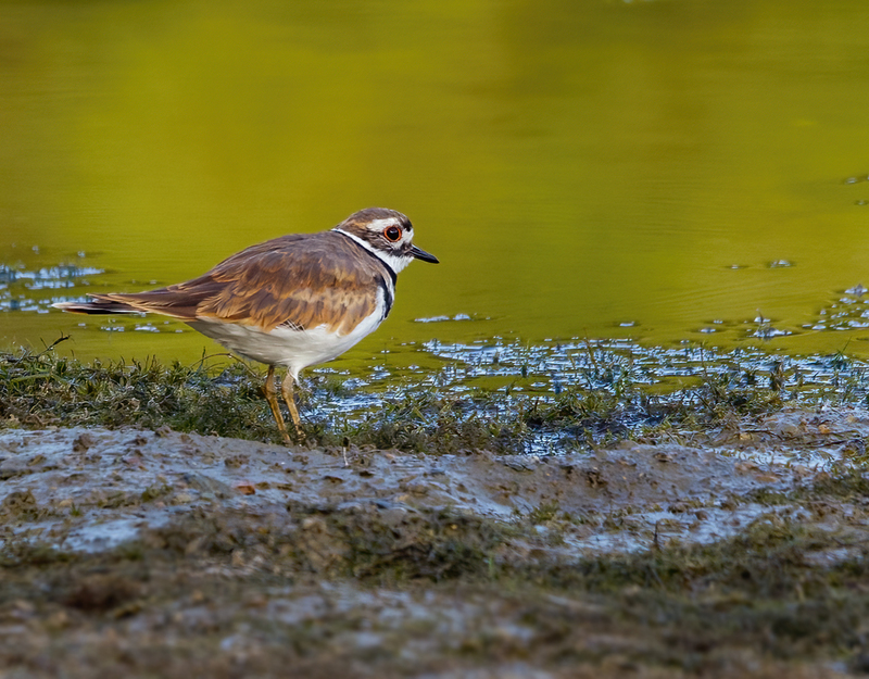 Kildeer 2203.jpg :: Killdeer (Charadrius vociferus) Codorus State Park, York County, Pennsylvania