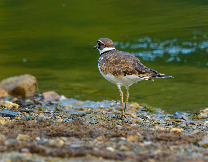 Kildeer 2204.jpg :: Killdeer (Charadrius vociferus) Codorus State Park, York County, Pennsylvania