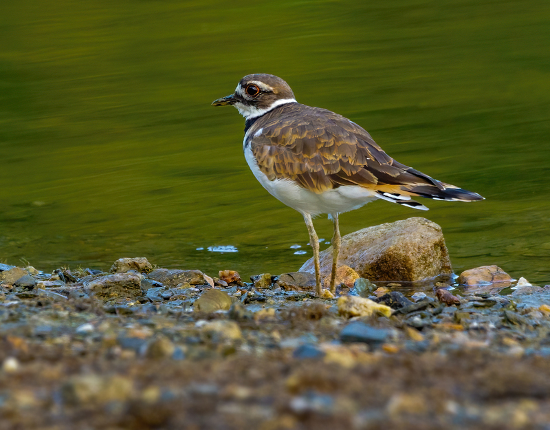 Kildeer 2205.jpg :: Killdeer (Charadrius vociferus) Codorus State Park, York County, Pennsylvania