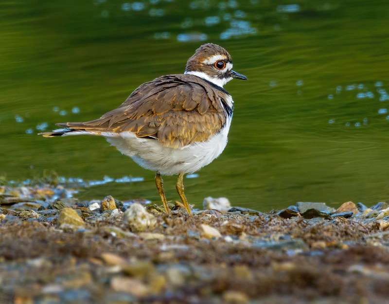 Kildeer 2206.jpg :: Killdeer (Charadrius vociferus) Codorus State Park, York County, Pennsylvania