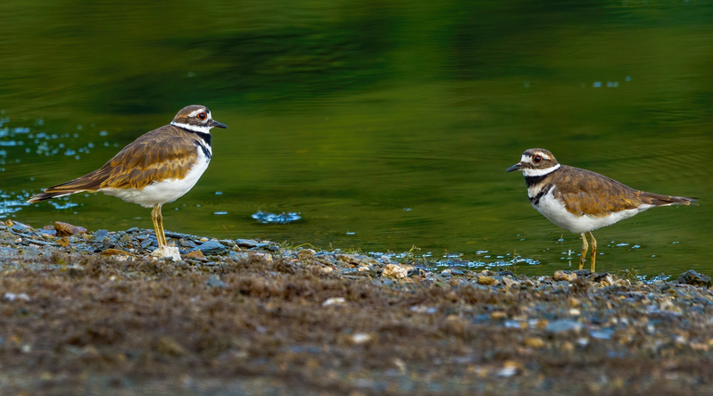 Kildeer 2207.jpg :: Killdeer (Charadrius vociferus) Codorus State Park, York County, Pennsylvania