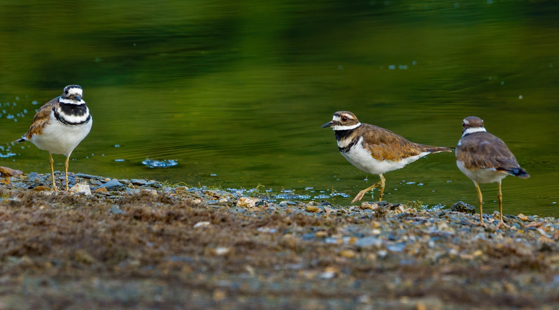 Kildeer 2208.jpg :: Killdeer (Charadrius vociferus) Codorus State Park, York County, Pennsylvania