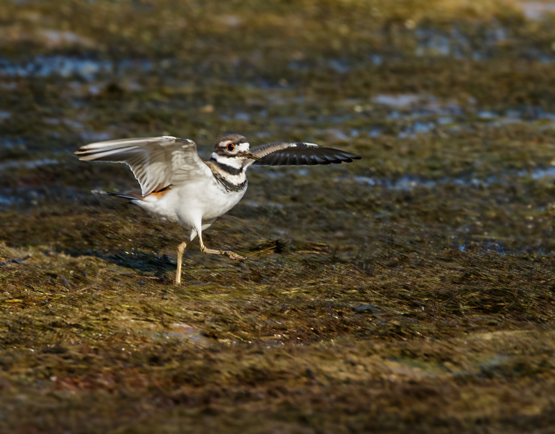 Kildeer 2270.jpg :: Killdeer (Charadrius vociferus) Codorus State Park, York County, Pennsylvania