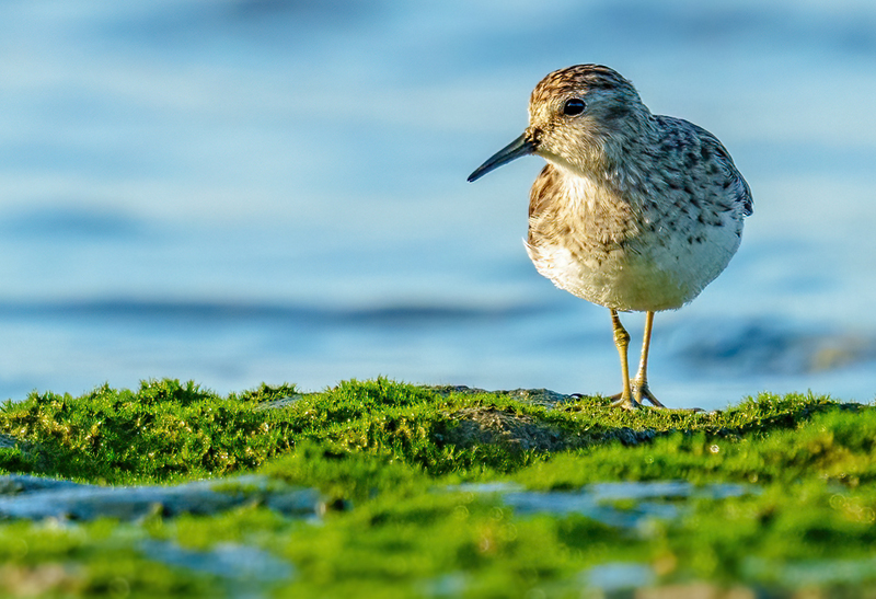 Least Sandpiper 2301.jpg :: Least Sandpiper (Calidris minutilla) Rollover Pass, Bolivar Peninsula, Texas