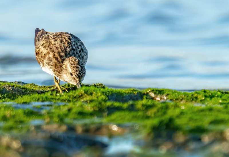 Least Sandpiper 2302.jpg :: Least Sandpiper (Calidris minutilla) Rollover Pass, Bolivar Peninsula, Texas