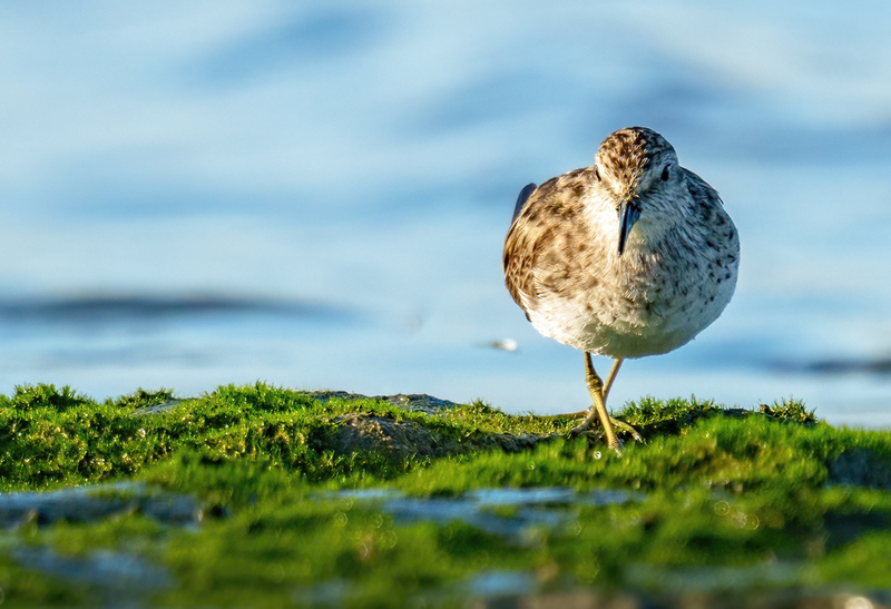 Least Sandpiper 2303.jpg :: Least Sandpiper (Calidris minutilla) Rollover Pass, Bolivar Peninsula, Texas