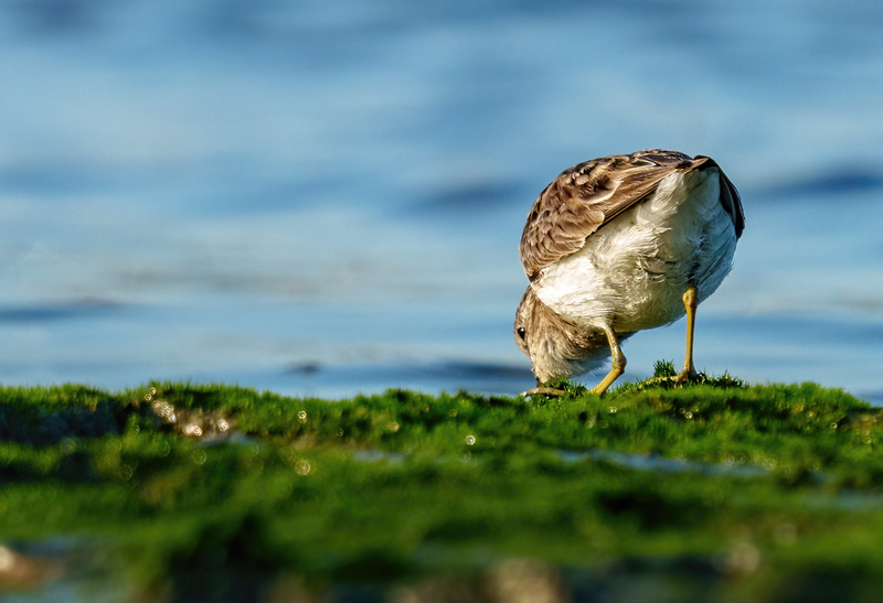 Least Sandpiper 2304.jpg :: Least Sandpiper (Calidris minutilla) Rollover Pass, Bolivar Peninsula, Texas