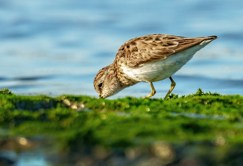 Least Sandpiper 2305.jpg :: Least Sandpiper (Calidris minutilla) Rollover Pass, Bolivar Peninsula, Texas