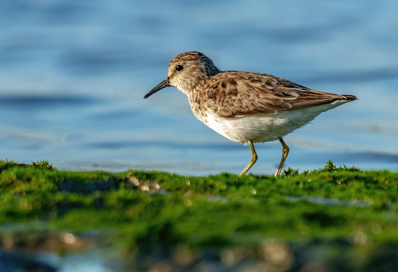 Least Sandpiper 2306.jpg :: Least Sandpiper (Calidris minutilla) Rollover Pass, Bolivar Peninsula, Texas