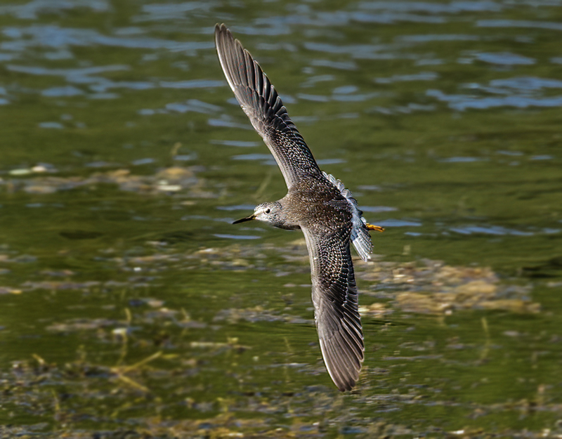 Lesser Yellowlegs 2211.jpg :: Lesser Yellowlegs (Tringa flavipes) Codorus State Park, Lake Marburg, York County, Pennsylvania
