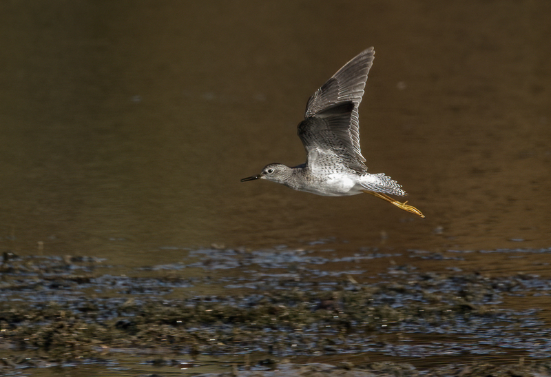 Lesser Yellowlegs 2212.jpg :: Lesser Yellowlegs (Tringa flavipes) Codorus State Park, Lake Marburg, York County, Pennsylvania