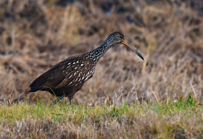 Limpkin 2301.jpg :: Limpkin (Aramus guarauna) Lacassine National Wildlife Refuge, Louisiana