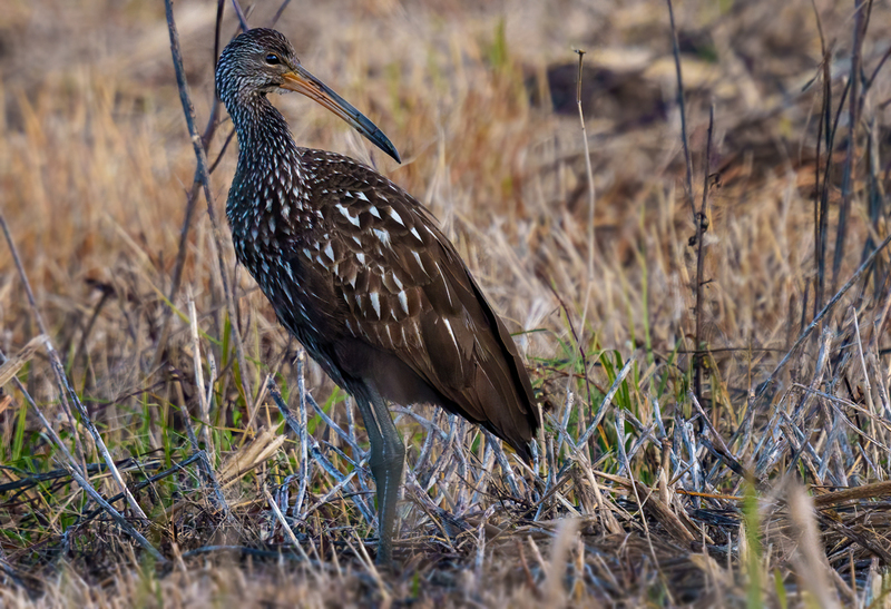 Limpkin 2302.jpg :: Limpkin (Aramus guarauna) Lacassine National Wildlife Refuge, Louisiana