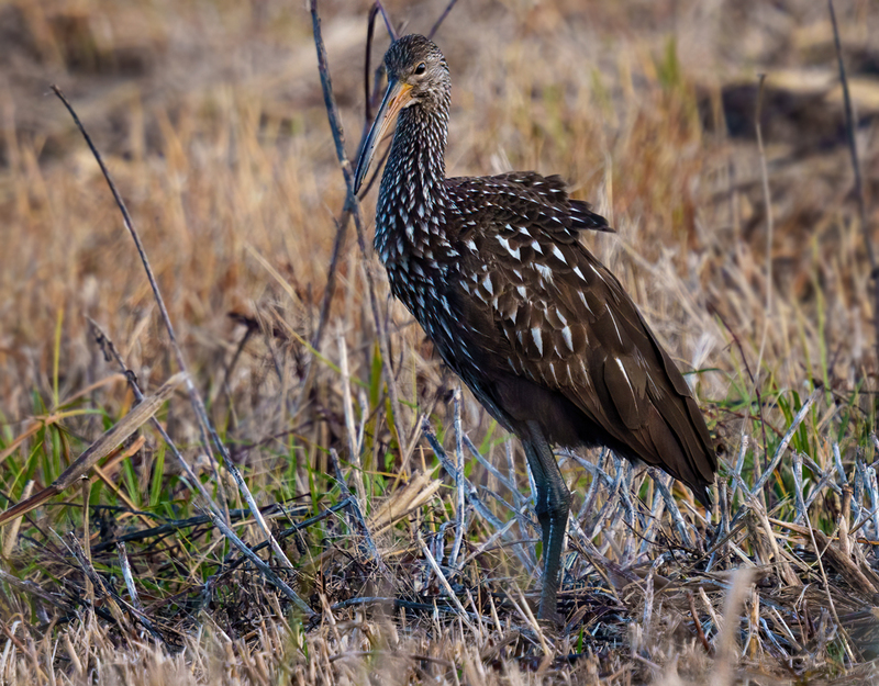 Limpkin 2303.jpg :: Limpkin (Aramus guarauna) Lacassine National Wildlife Refuge, Louisiana