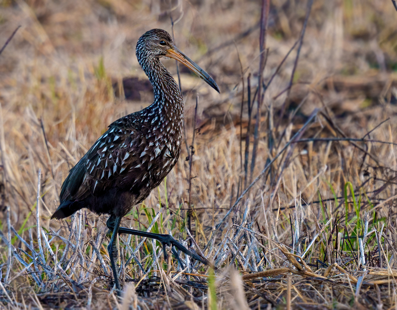 Limpkin 2304.jpg :: Limpkin (Aramus guarauna) Lacassine National Wildlife Refuge, Louisiana