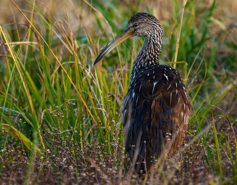 Limpkin 2305.jpg :: Limpkin (Aramus guarauna) Lacassine National Wildlife Refuge, Louisiana
