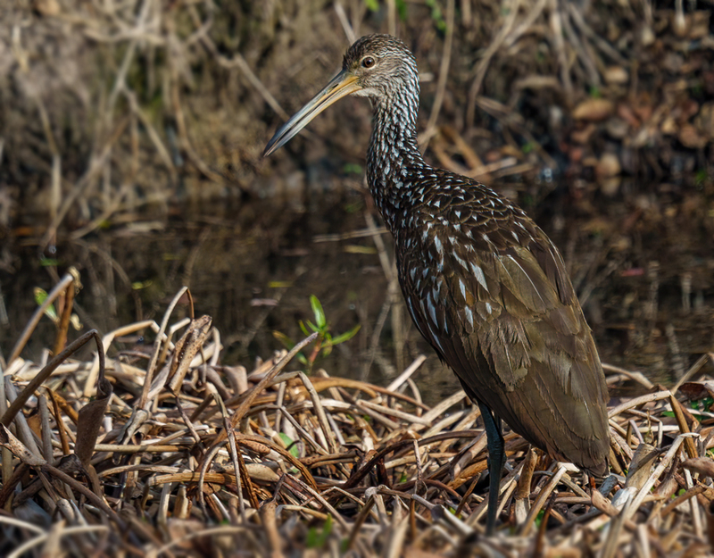 Limpkin 2306.jpg :: Limpkin (Aramus guarauna) Lacassine National Wildlife Refuge, Louisiana