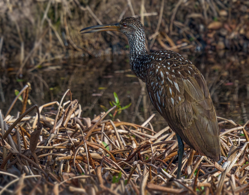 Limpkin 2307.jpg :: Limpkin (Aramus guarauna) Lacassine National Wildlife Refuge, Louisiana