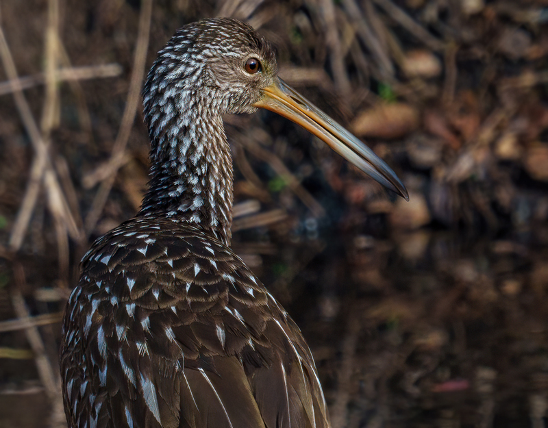 Limpkin 2308.jpg :: Limpkin (Aramus guarauna) Lacassine National Wildlife Refuge, Louisiana