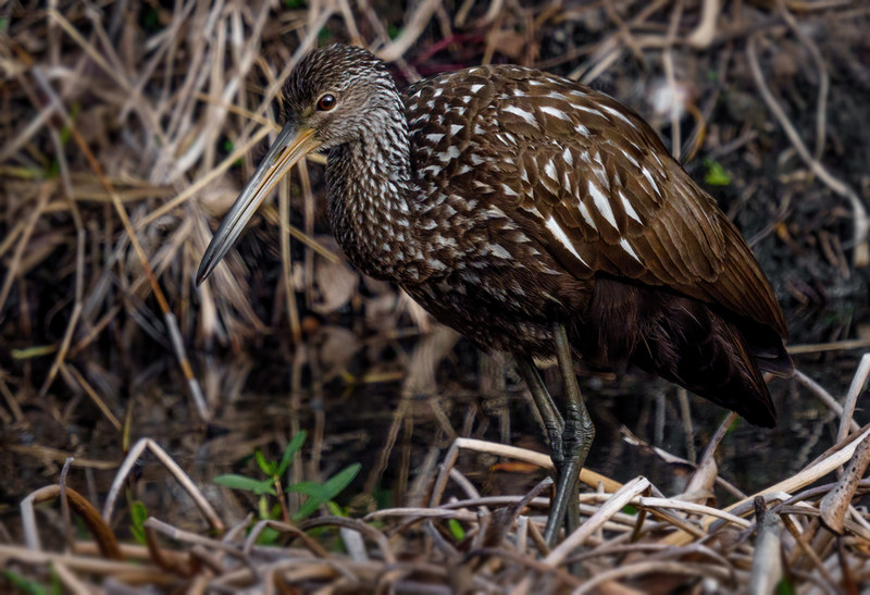 Limpkin 2309.jpg :: Limpkin (Aramus guarauna) Lacassine National Wildlife Refuge, Louisiana