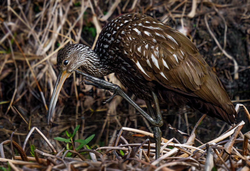 Limpkin 2310.jpg :: Limpkin (Aramus guarauna) Lacassine National Wildlife Refuge, Louisiana