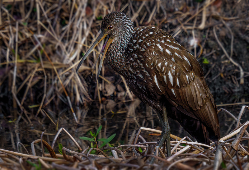 Limpkin 2311.jpg :: Limpkin (Aramus guarauna) Lacassine National Wildlife Refuge, Louisiana