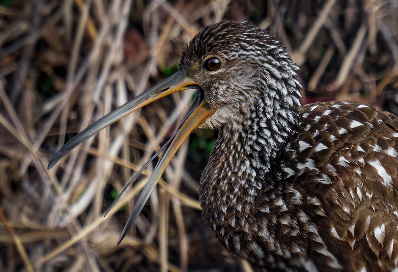 Limpkin 2312.jpg :: Limpkin (Aramus guarauna) Lacassine National Wildlife Refuge, Louisiana
