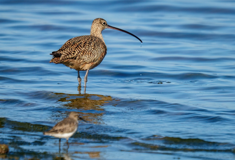 Long-billed Curlew 2301.jpg :: Long-billed Curlew (Numenius americanus) Rollover Pass, Bolivar Peninsula, Texas