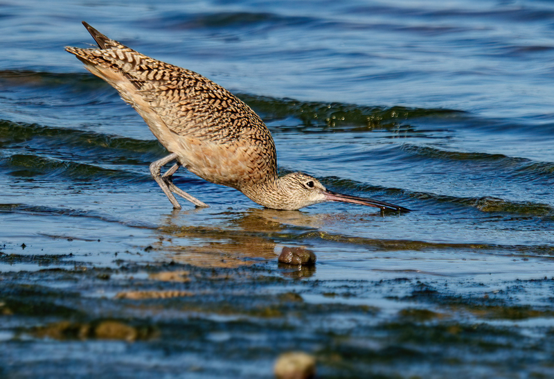 Long-billed Curlew 2302.jpg :: Long-billed Curlew (Numenius americanus) Rollover Pass, Bolivar Peninsula, Texas