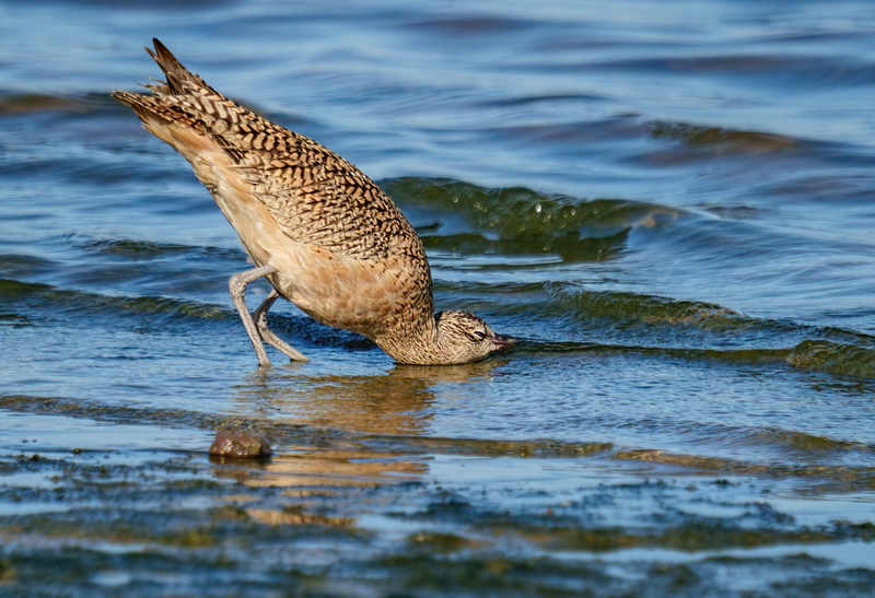 Long-billed Curlew 2303.jpg :: Long-billed Curlew (Numenius americanus) Rollover Pass, Bolivar Peninsula, Texas