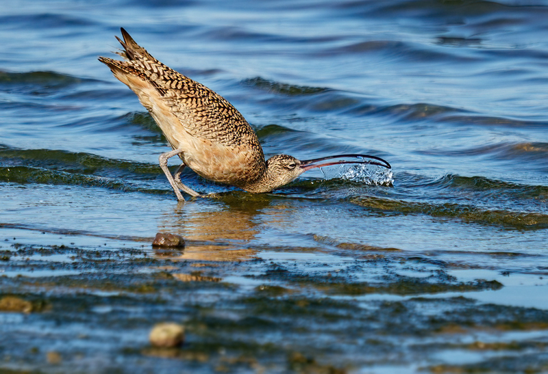 Long-billed Curlew 2304.jpg :: Long-billed Curlew (Numenius americanus) Rollover Pass, Bolivar Peninsula, Texas