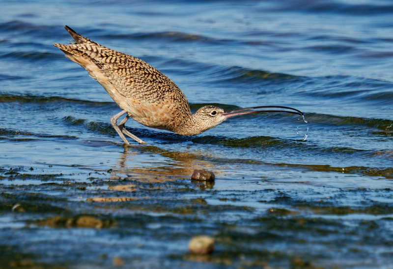 Long-billed Curlew 2305.jpg :: Long-billed Curlew (Numenius americanus) Rollover Pass, Bolivar Peninsula, Texas