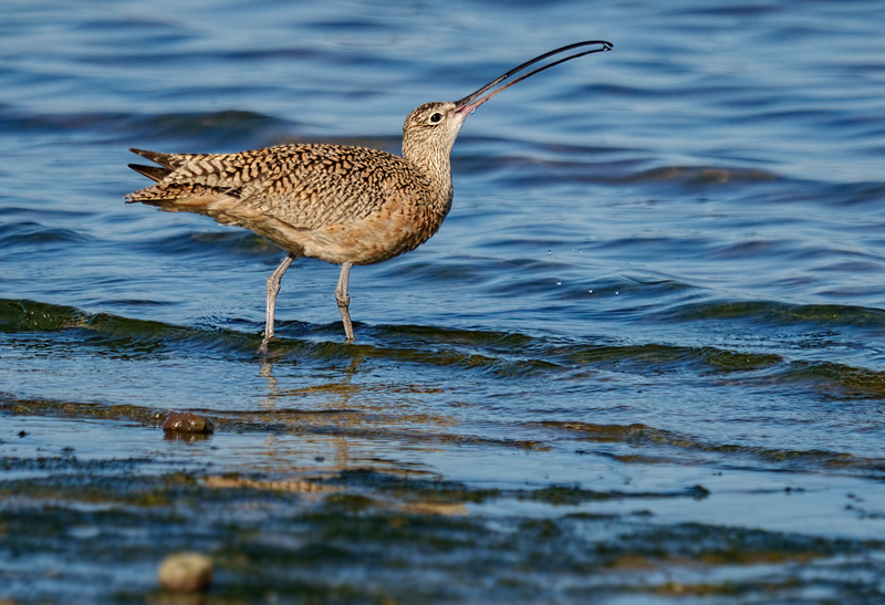Long-billed Curlew 2306.jpg :: Long-billed Curlew (Numenius americanus) Rollover Pass, Bolivar Peninsula, Texas
