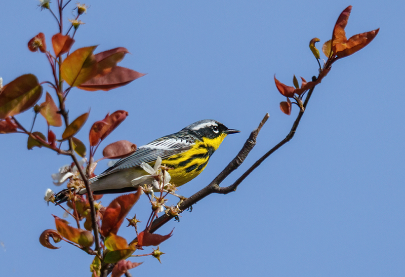 Magnolia Warbler 2301.jpg