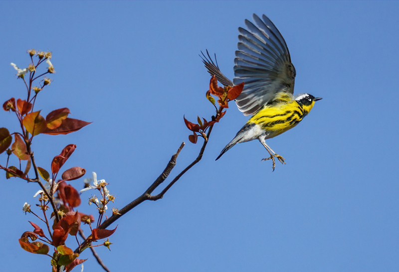 Magnolia Warbler 2302.jpg