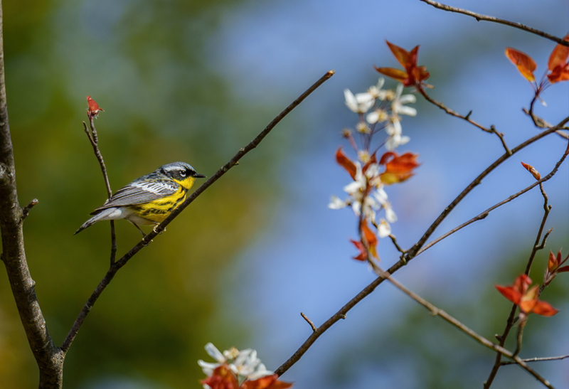 Magnolia Warbler 2303.jpg