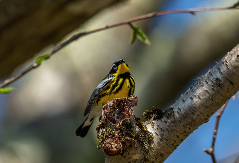 Magnolia Warbler 2304.jpg