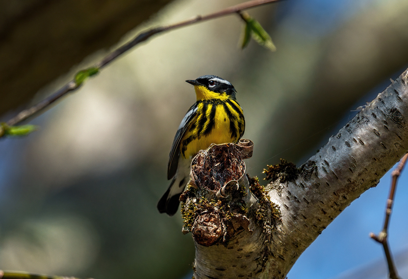 Magnolia Warbler 2305.jpg