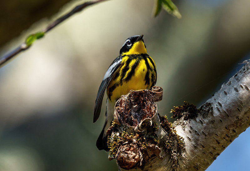 Magnolia Warbler 2306.jpg