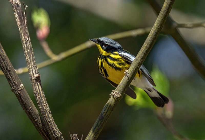Magnolia Warbler 2307.jpg