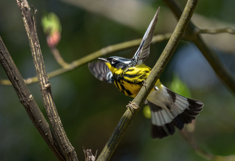 Magnolia Warbler 2308.jpg