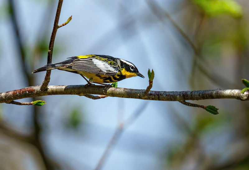 Magnolia Warbler 2309.jpg