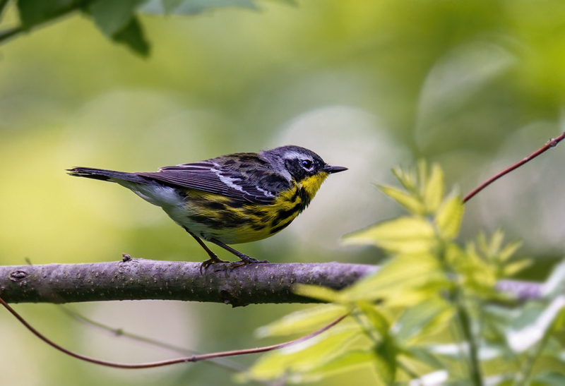 Magnolia Warbler 2360.jpg
